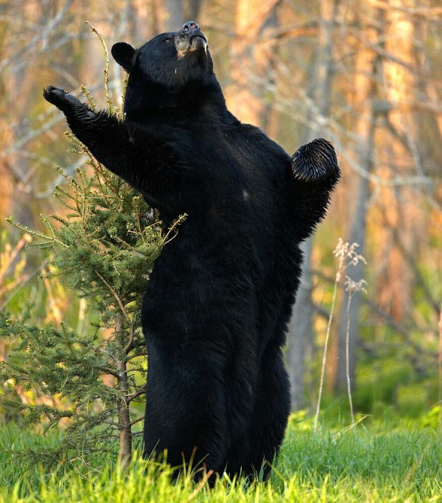 20+ Times Animals Act Like Humans, And They Nailed It