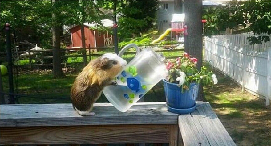 20+ Times Animals Act Like Humans, And They Nailed It