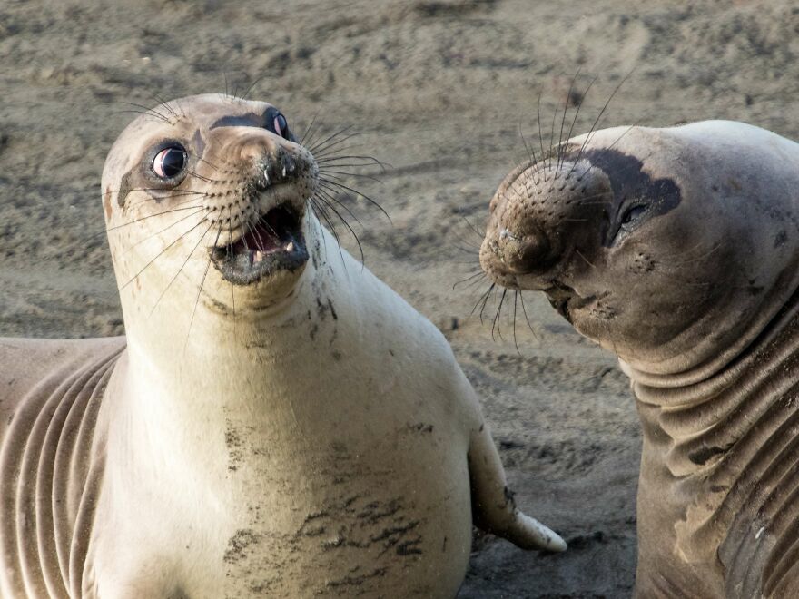 20+ Times Animals Act Like Humans, And They Nailed It