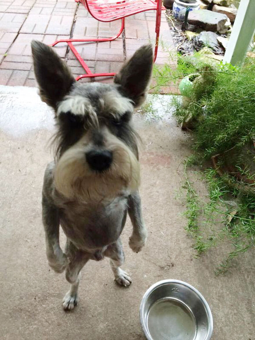 20+ Times Animals Act Like Humans, And They Nailed It