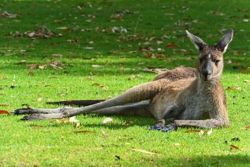20+ Times Animals Act Like Humans, And They Nailed It