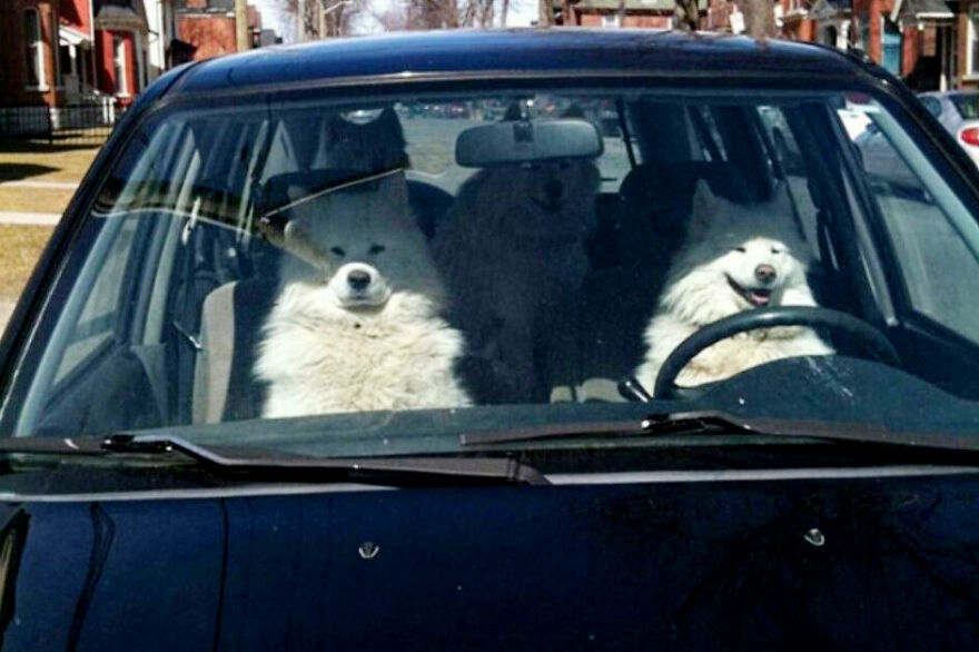 20+ Times Animals Act Like Humans, And They Nailed It