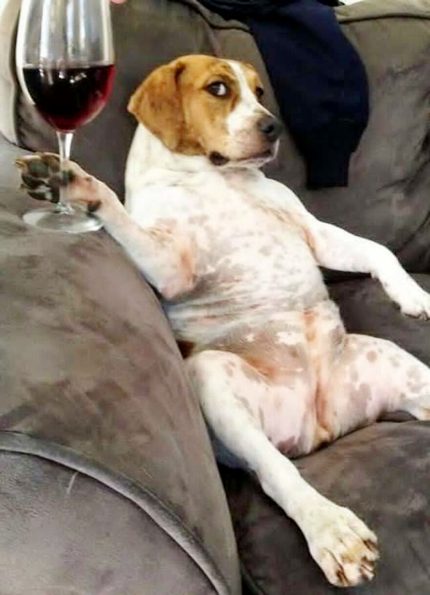 20+ Times Animals Act Like Humans, And They Nailed It