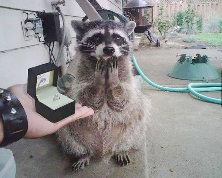 20+ Times Animals Act Like Humans, And They Nailed It
