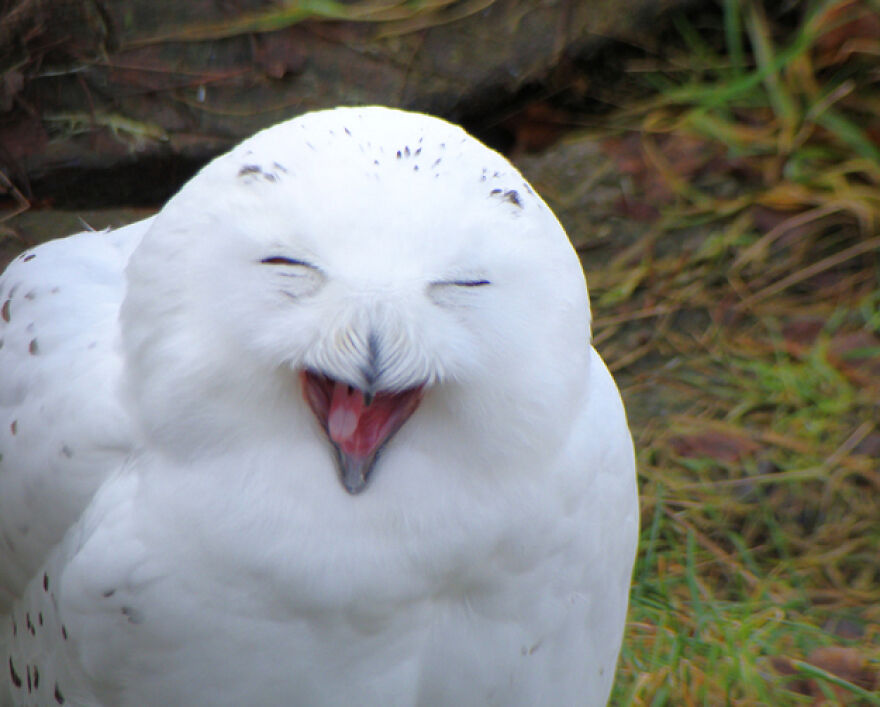 20+ Times Animals Act Like Humans, And They Nailed It