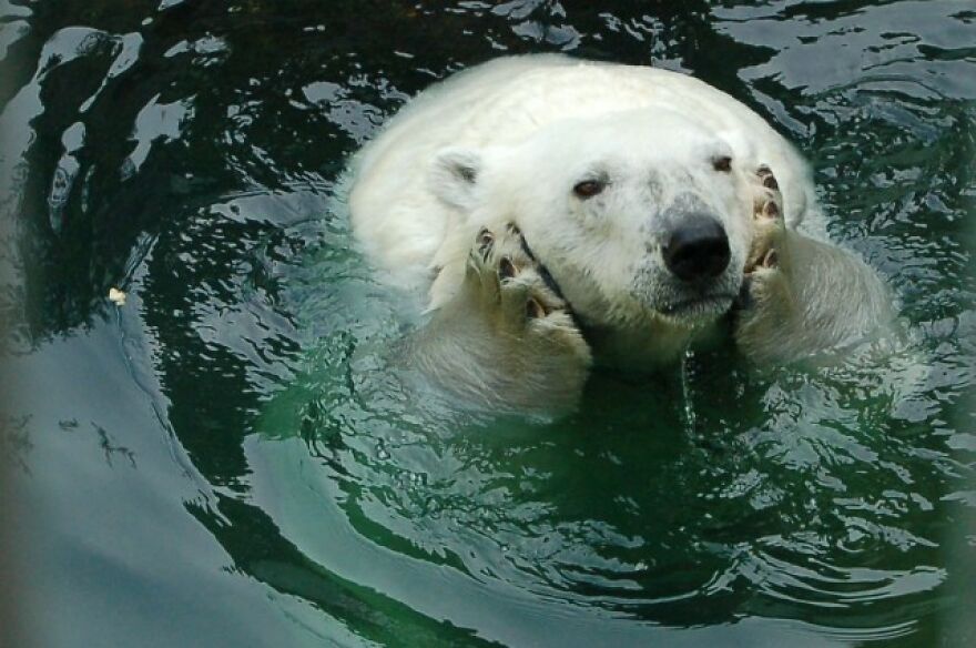 20+ Times Animals Act Like Humans, And They Nailed It