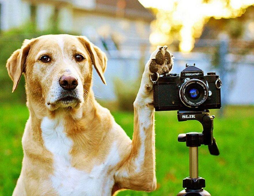 20+ Times Animals Act Like Humans, And They Nailed It