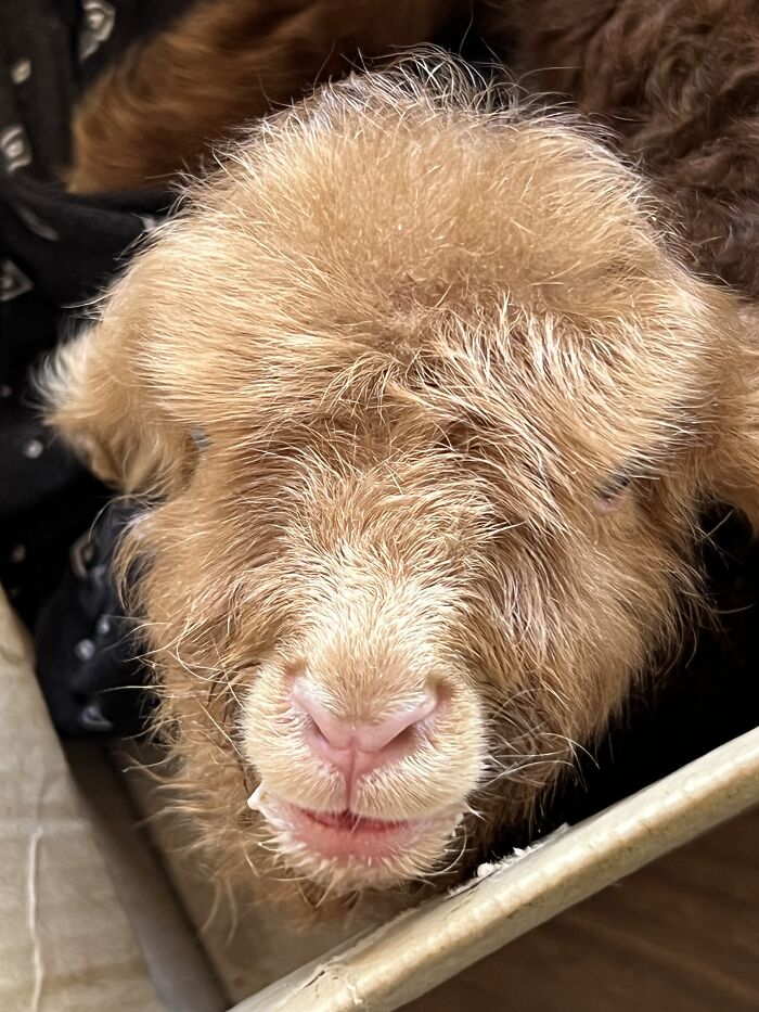 My Journey Of Hand-Rearing An Abandoned Lamb; Here Are The First Six Days