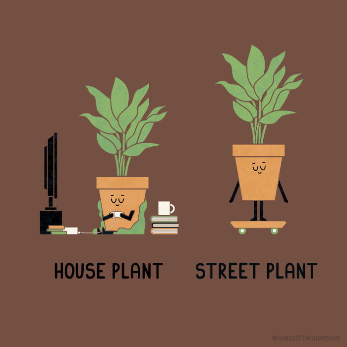 House Plant