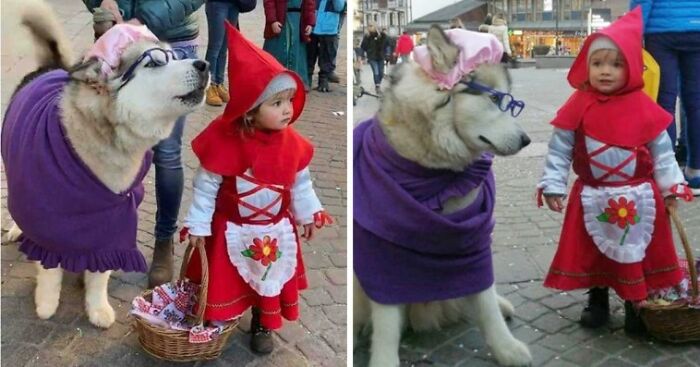Little Child Dressed Up As Red Riding Hood And Her &ldquo;Big Bad Wolf&rdquo; Husky Are So Adorable They Go Viral