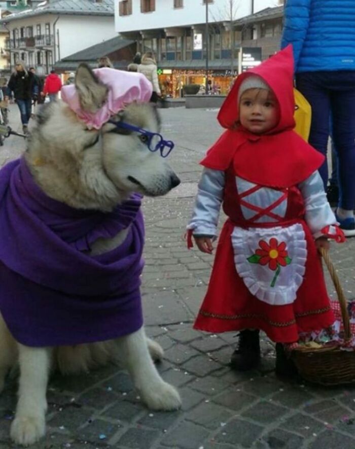 Little Child Dressed Up As Red Riding Hood And Her &ldquo;Big Bad Wolf&rdquo; Husky Are So Adorable They Go Viral
