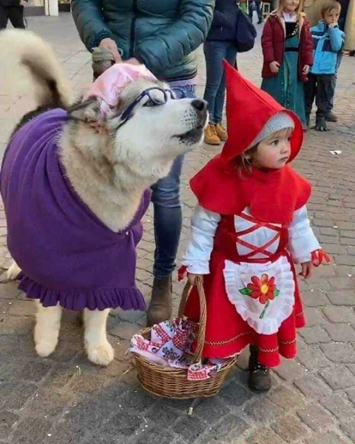 Little Child Dressed Up As Red Riding Hood And Her &ldquo;Big Bad Wolf&rdquo; Husky Are So Adorable They Go Viral
