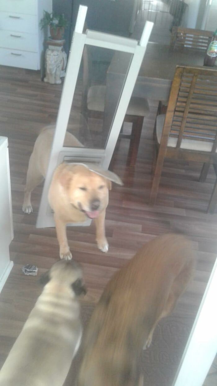 Chubby Dog Understands He Needs To Go On A Diet When He Gets Stuck In Doggy Door Chubby Dog Understands He Needs To Go On A Diet When He Gets Stuck In Doggy Door