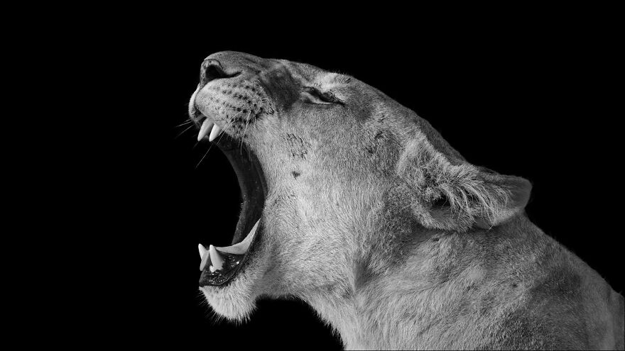 Black And White Africa