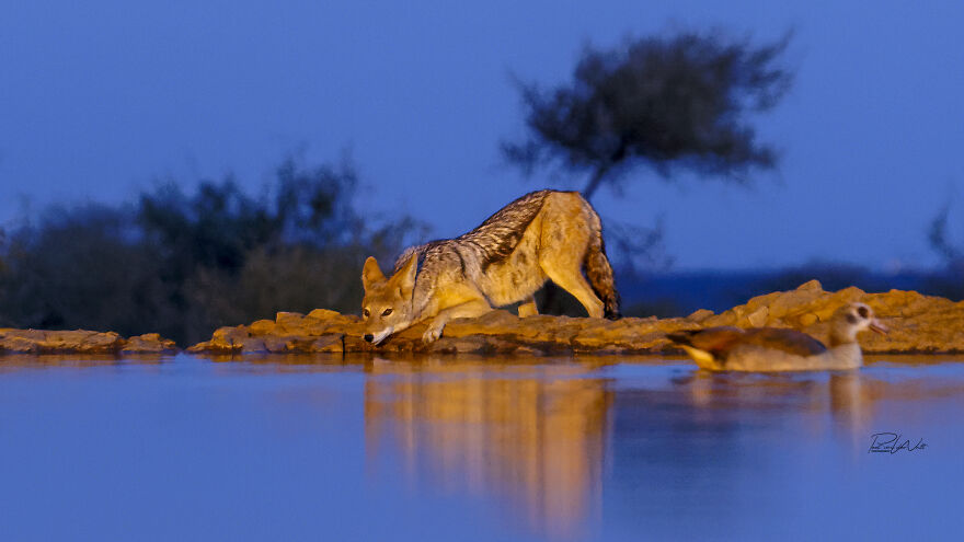 Black And White Africa