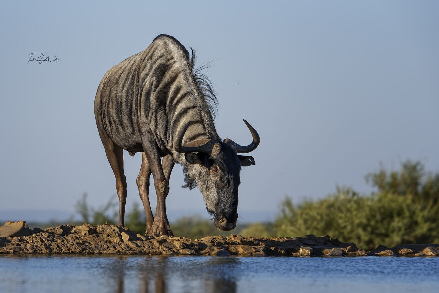Black And White Africa