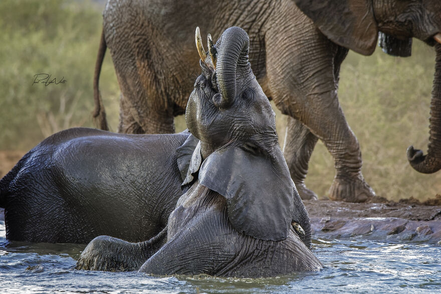 Black And White Africa