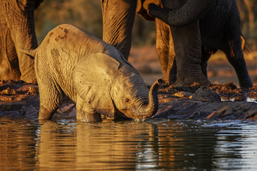 Black And White Africa