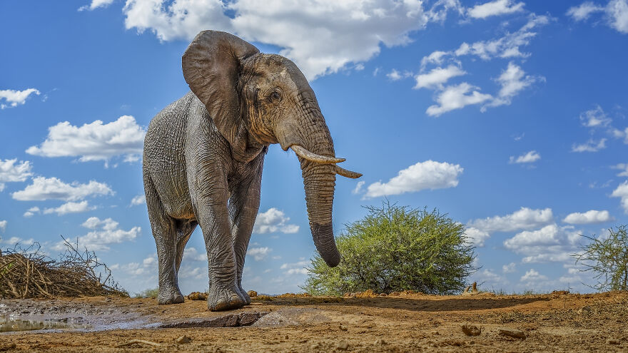 Black And White Africa