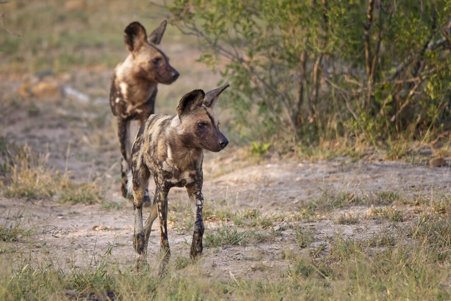 Black And White Africa