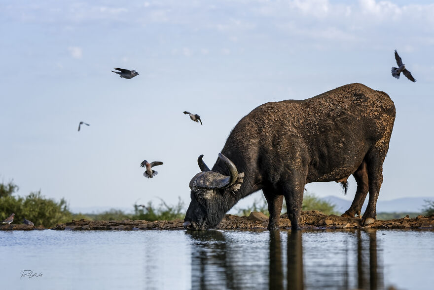 Black And White Africa