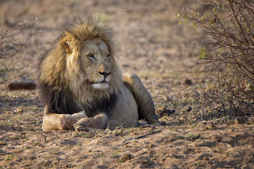 Black And White Africa