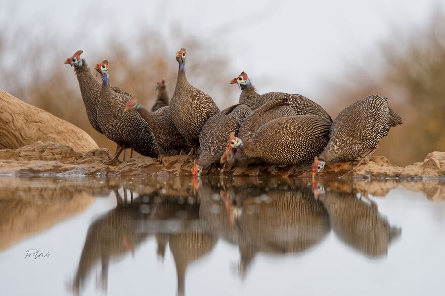 Black And White Africa