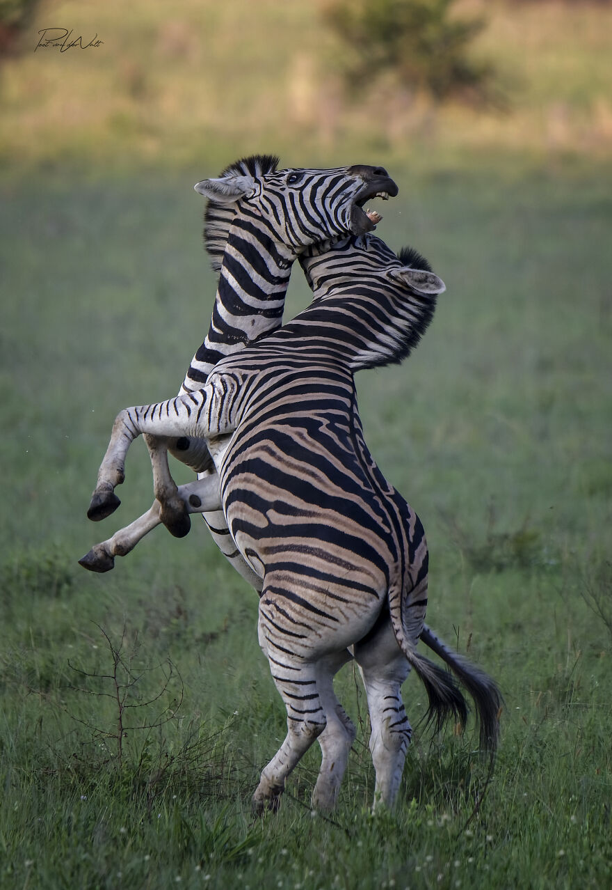 Black And White Africa