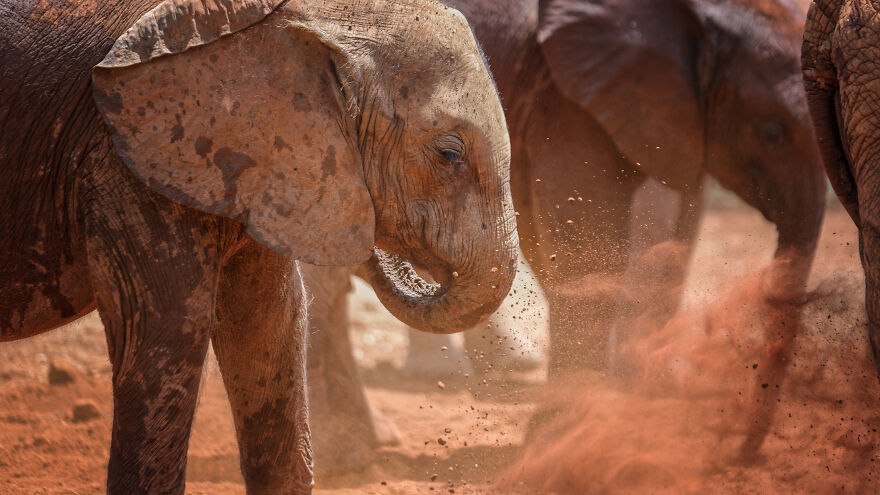Black And White Africa