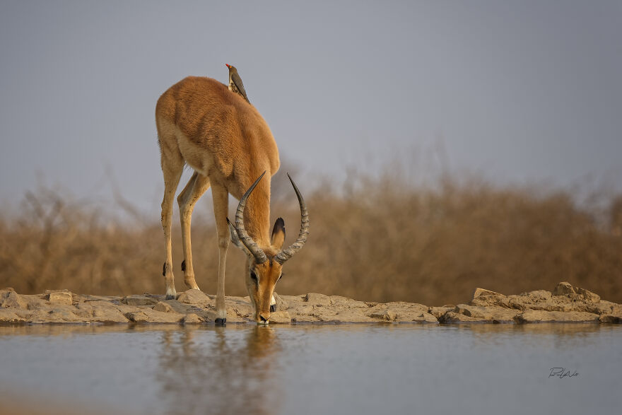 Black And White Africa
