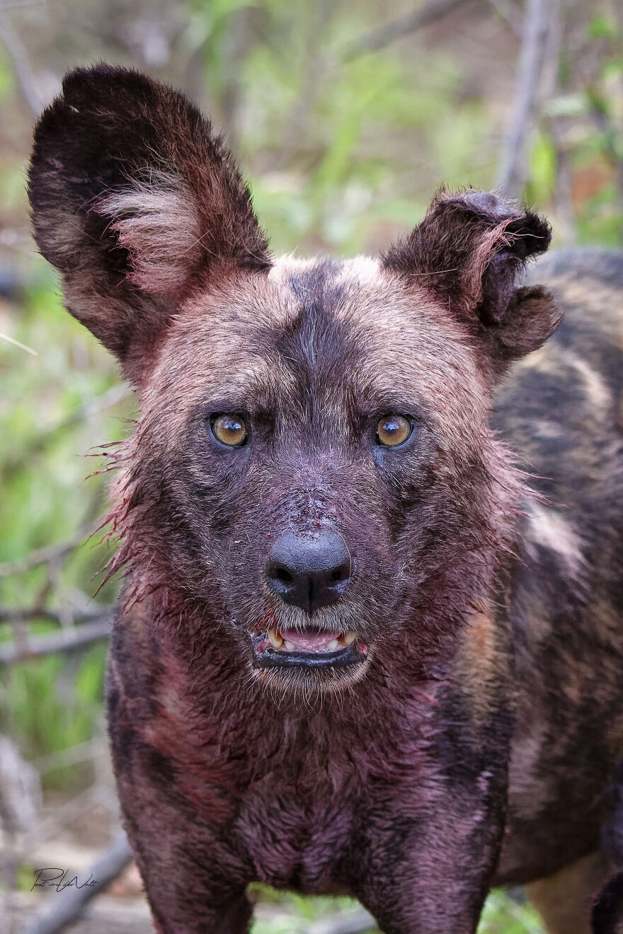 Black And White Africa