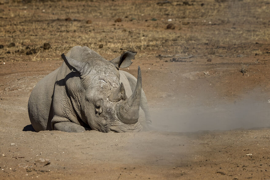 Black And White Africa