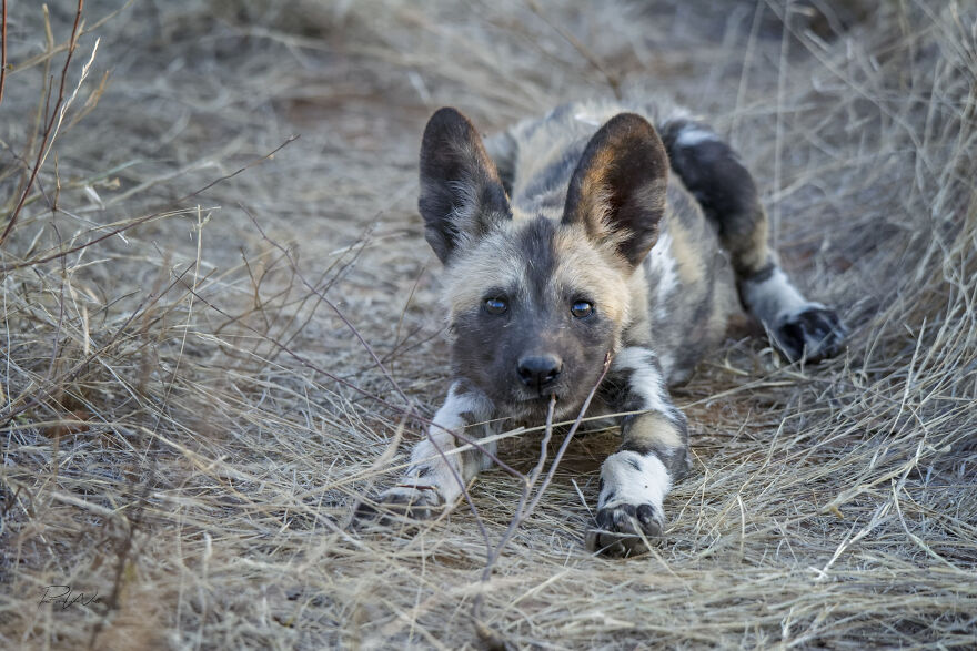 Black And White Africa