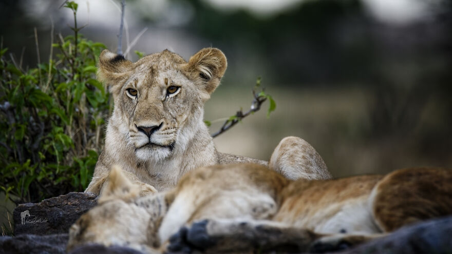 Black And White Africa