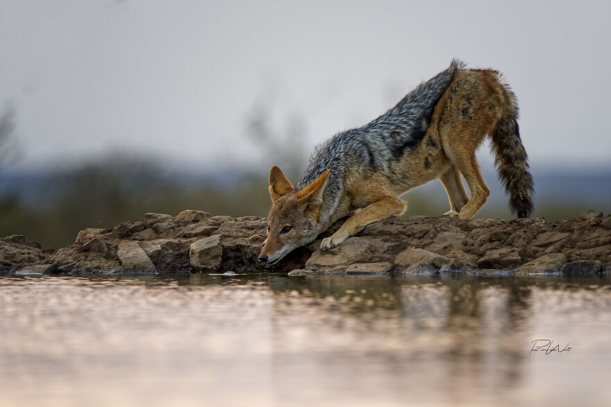 Black And White Africa