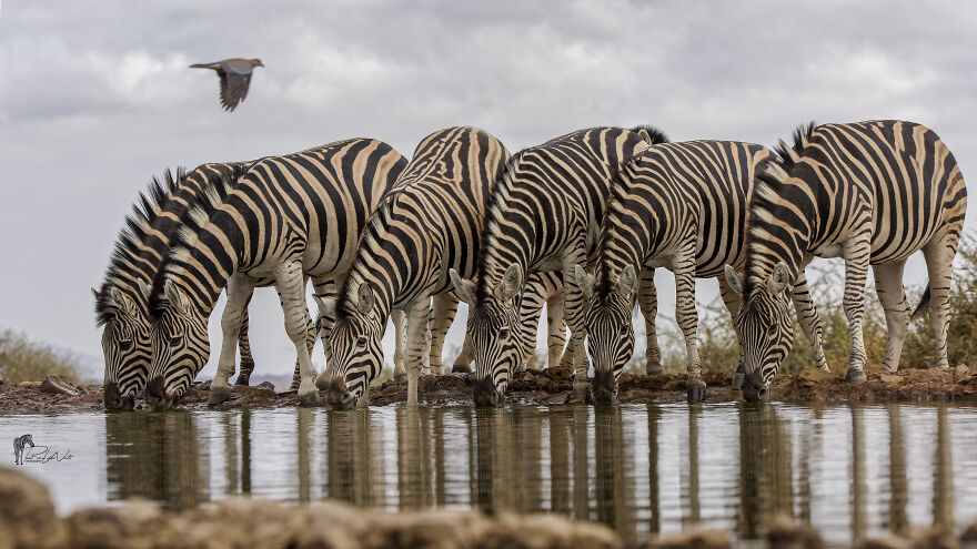 Black And White Africa