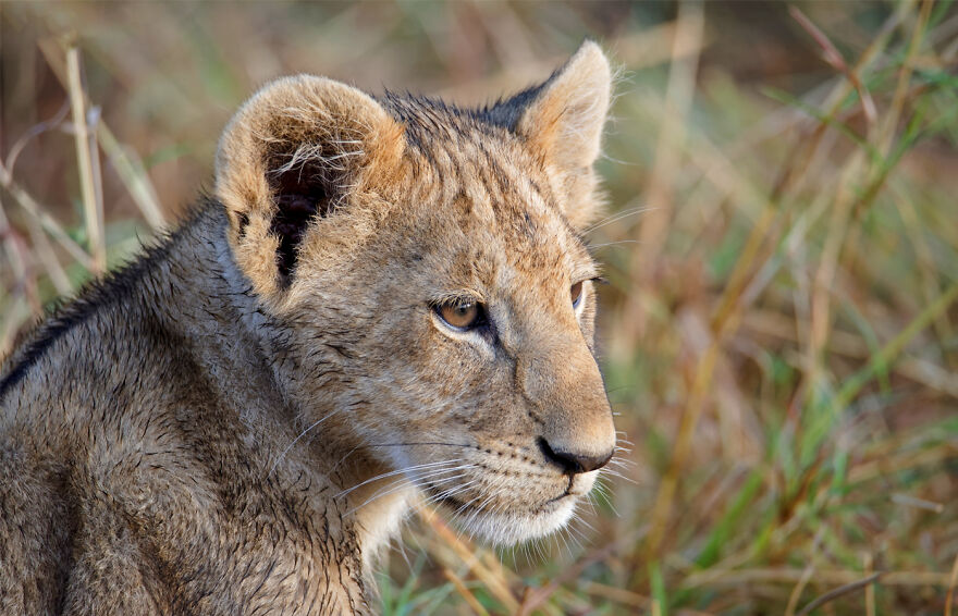 Black And White Africa