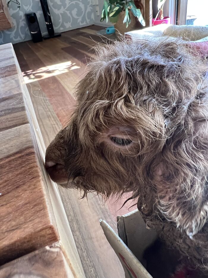 My Journey Of Hand-Rearing An Abandoned Lamb; Here Are The First Six Days