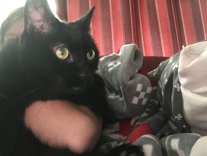 This Is Our Senior Cat Daffy , She Likes Being Held