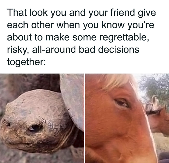 Turtle and horse stare knowingly, capturing a hilariously relatable friendship moment.