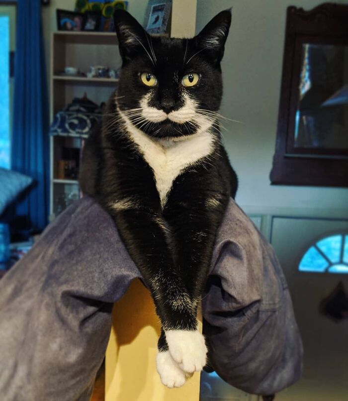 I Don't Have A Superiority Complex, I'm Just Better Than Everyone