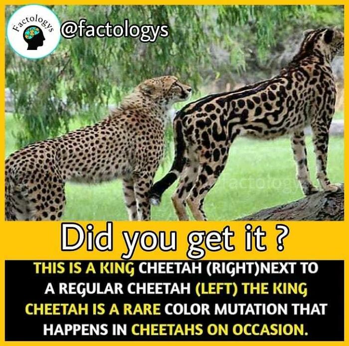 Interesting-Facts-Factologys