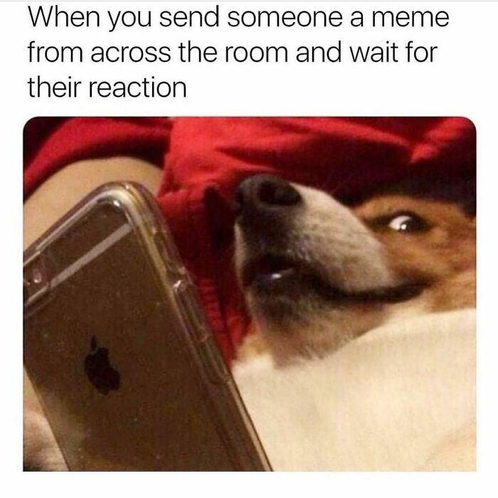 Dog lying down, phone in paw, eagerly waiting for a friend's reaction to a sent meme; relatable friendship meme moment.