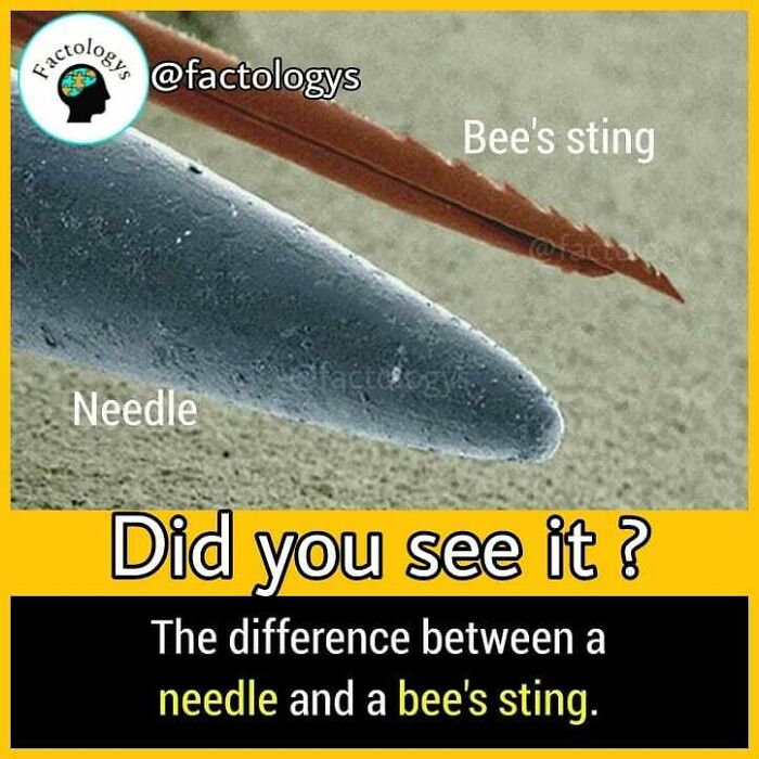 Interesting-Facts-Factologys