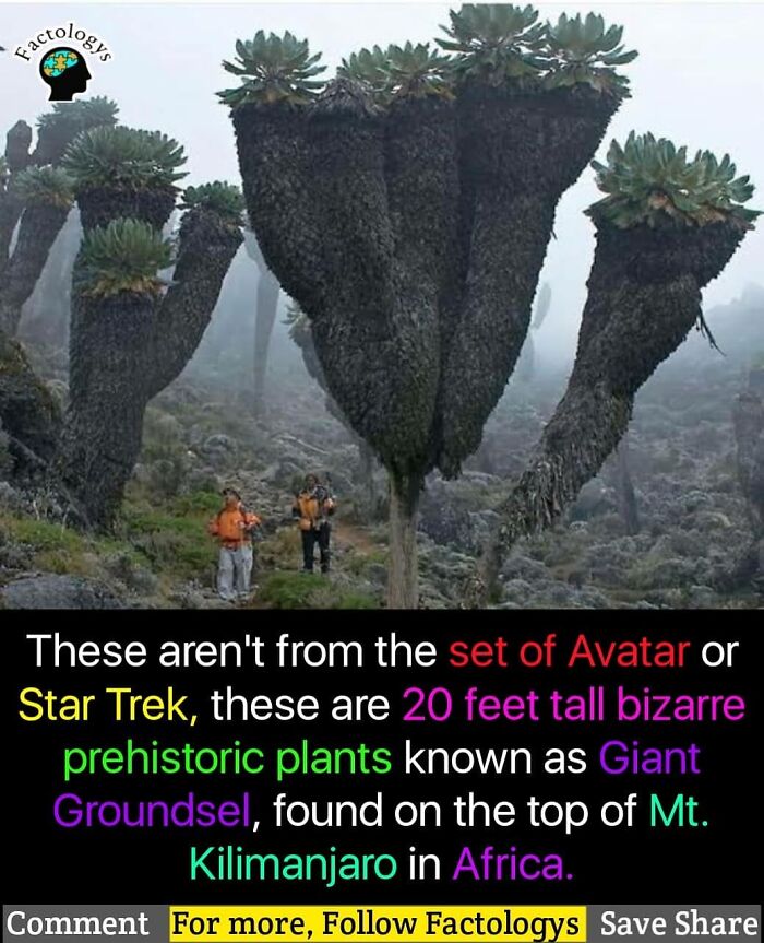 Interesting-Facts-Factologys