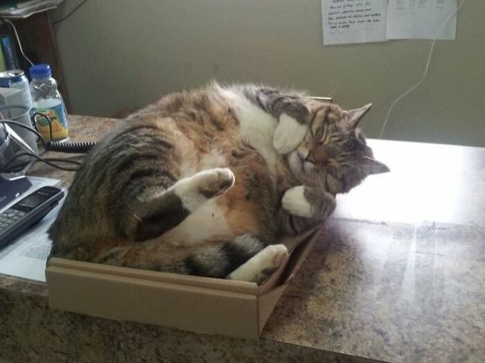 10+ Cats Who Have Mastered The Art Of The Cat Nap
