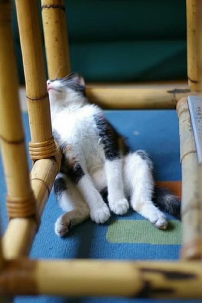 10+ Cats Who Have Mastered The Art Of The Cat Nap