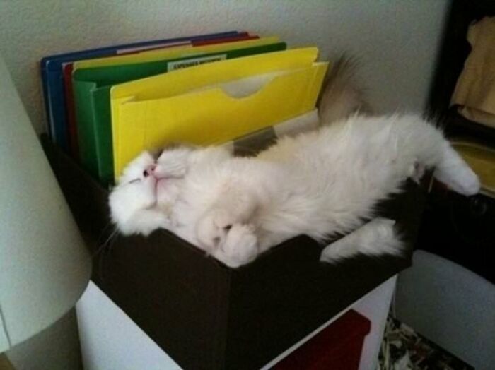 10+ Cats Who Have Mastered The Art Of The Cat Nap