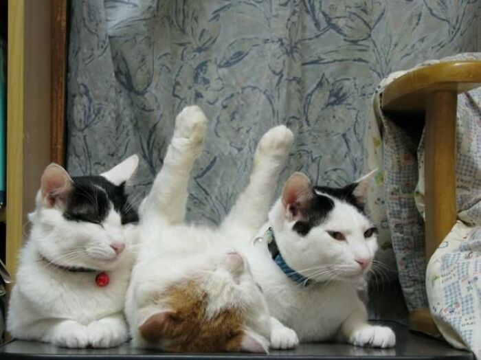 10+ Cats Who Have Mastered The Art Of The Cat Nap