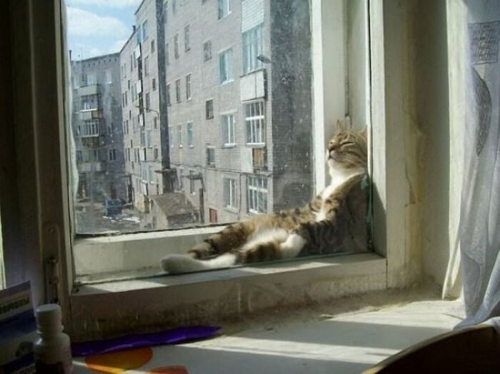 10+ Cats Who Have Mastered The Art Of The Cat Nap